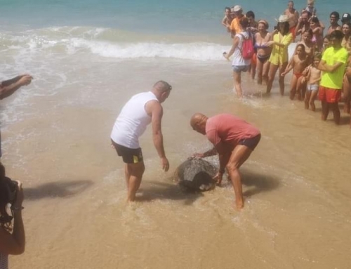 La tortuga boba rescatada por la almadraba de Tarifa vuelve al mar